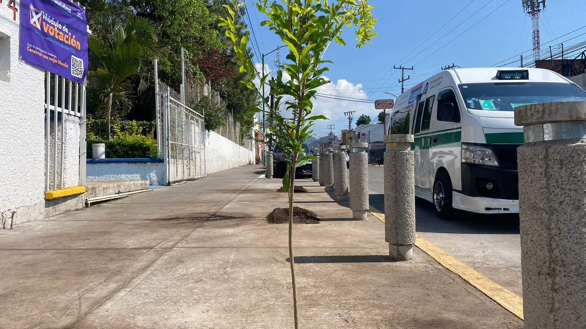 arbolitos en banqueta de Morelia 1